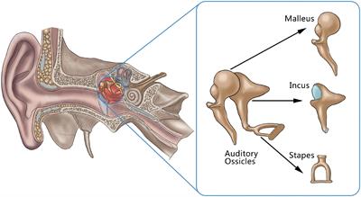 Application value of a deep learning method based on a 3D V-Net convolutional neural network in the recognition and segmentation of the auditory ossicles